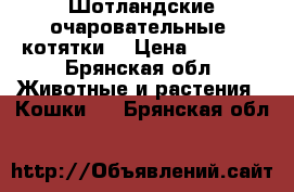 Шотландские очаровательные  котятки. › Цена ­ 3 000 - Брянская обл. Животные и растения » Кошки   . Брянская обл.